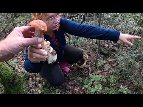 Видео: Чистенькі ГРИБИ Прикарпаття!  Здивовані знахідками після ГІР по низинах