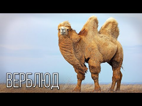 Видео: Верблюд: Корабль Пустыни | Интересные факты про верблюдов