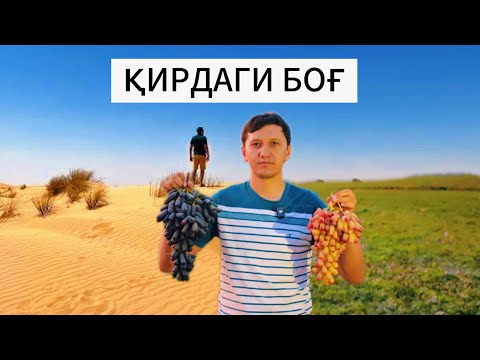 Видео: Узум боғ қилишда керакли кӯрсатмалар