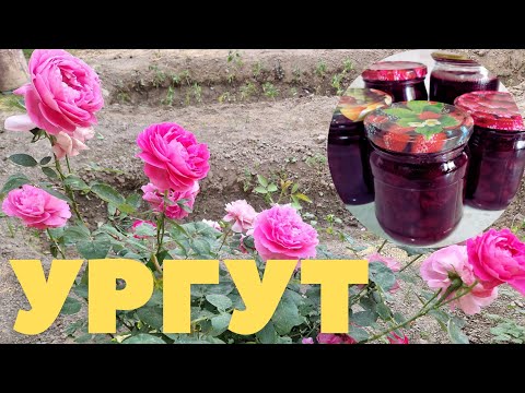 Видео: ПРИЕХАЛА в УРГУТ на сбор ЧЕРЕШНИ #узбекистан #самарканд #ургут #ранокамолова