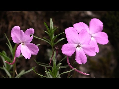 Видео: Резерват Али ботуш / Ali Botush Reserve