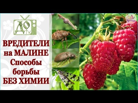 Видео: ВРЕДИТЕЛИ на МАЛИНЕ. Способы борьбы БЕЗ ХИМИИ (Малиновые МУХА, ЖУК, ДОЛГОНОСИК и ГАЛЛИЦА)