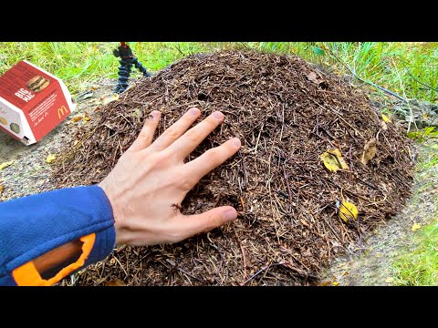 Видео: ЧТО БУДЕТ, ЕСЛИ ОПУСТИТЬ РУКУ В МУРАВЕЙНИК?