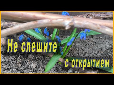 Видео: Когда снимать укрытие с винограда. Обработка купоросом по лозе.