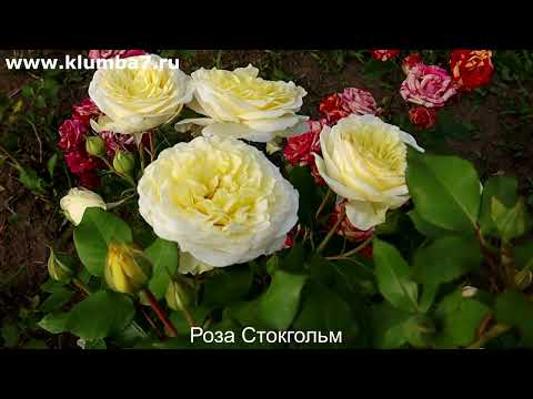 Видео: Розы Новинки - Лидер по обильности цветения!!!