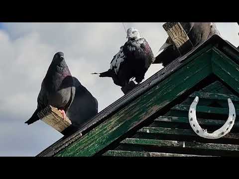 Видео: ГОЛУБИ ст.Егорлыкская.
