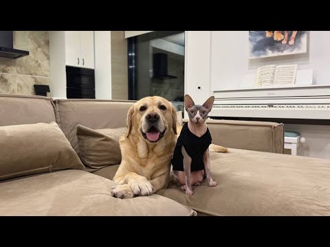 Видео: Дени и Мэни купили квартиру мечты🤩 Обзор новой, просторной квартиры.