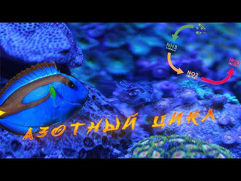 Видео: Нитрат и фосфат в морском аквариуме