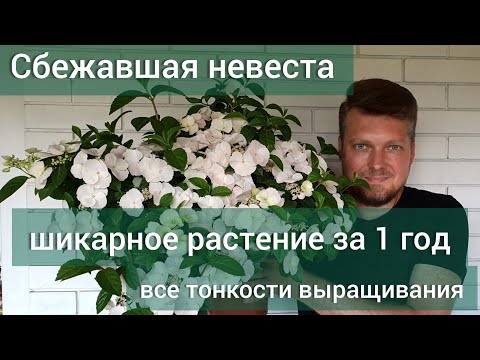 Видео: Гортензия СБЕЖАВШАЯ  НЕВЕСТА .Особенности выращивания и ухода.#Runaway Bride#