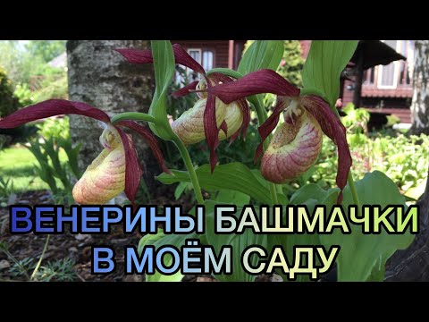 Видео: Венерины башмачки в моём саду