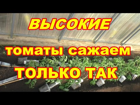 Видео: Сажаю лежа высокие томаты с нарощенными корнями