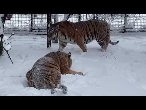 Видео: Как мы ВЫПУСКАЛИ ТИГРОВ !