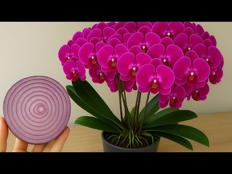 Видео: Всего один тонкий срез в неделю! Ваша орхидея мгновенно даст на 500% больше цветков.