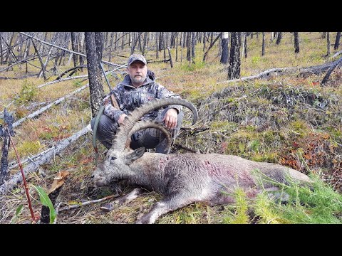 Видео: Охотничьи путешествия по Алтаю. Охота на козерога.