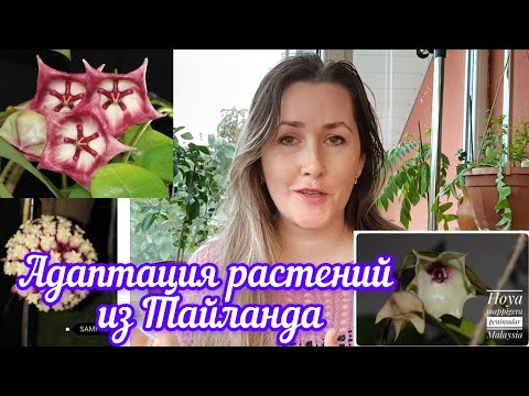 Видео: адаптация растений из Тайланда