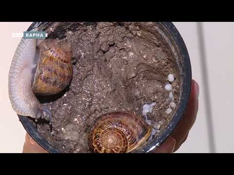 Видео: ЧУДНИТЕ ПЪТЕЧКИ НА ОХЛЮВИТЕ