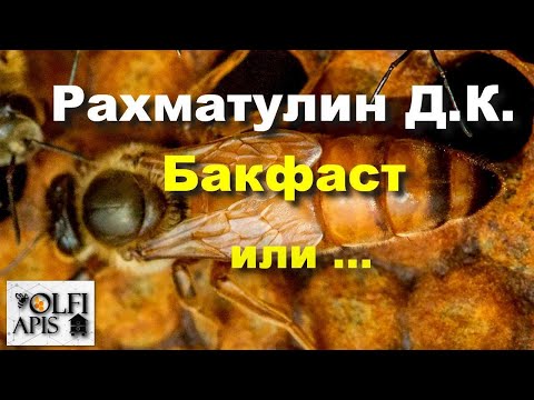 Видео: #Рахматулин Д. К. Бакфаст или ...???