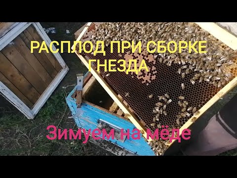 Видео: Сборка гнезда пчёл в зиму при наличии расплода.