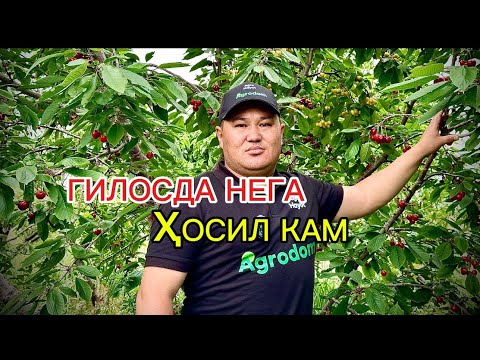 Видео: Гилос гуллайди аммо мева камми? Энди ундай бўлмайди.   #gilos #agro #mevalar #toshkent #vodiy