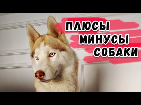 Видео: СТОИТ ЛИ ЗАВОДИТЬ СОБАКУ? Сибирская Хаски Плюсы и Минусы.