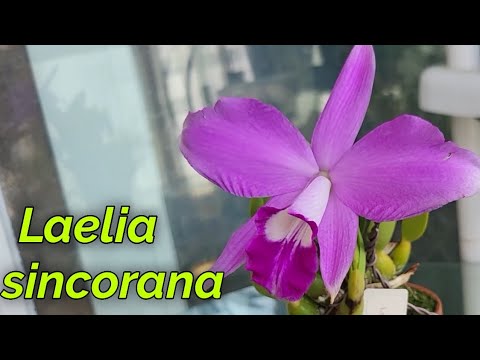 Видео: Laelia sincorana. Первое домашнее цветение.