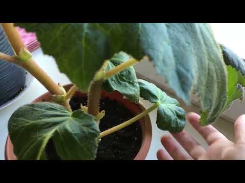 Видео: МОЯ КЛУБНЕВАЯ БЕГОНИЯ FIMBRIATA! РОЗОВАЯ! ДАЛА БУТОНЫ! ПЕРВЫЙ ОПЫТ ВЫРАЩИВАНИЯ! ФИКУС В ЭВАКУАЦИИ!