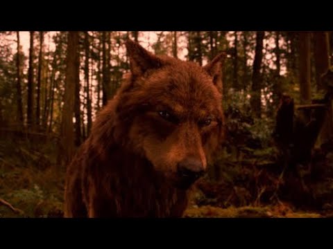 Видео: Путь волка - Одиночество