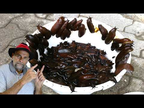 Видео: Лучшая ловушка для слизней и улиток, чем пиво