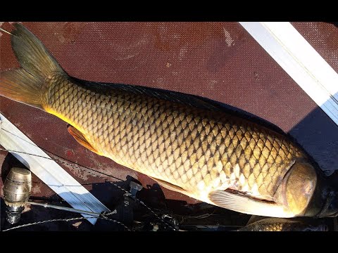 Видео: Сравнение и обзор новой лодки Тайга. Удачная подводная охота и рыбалка на карпа,