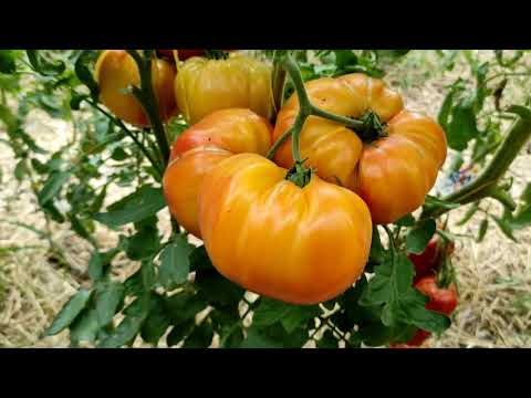 Видео: Обзор 5 ряда из дворца. Теперь вы видели всё !