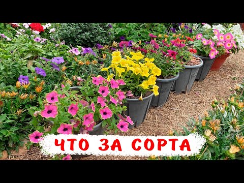 Видео: 6 сортов вегетативных петуний помогите распознать сорта!
