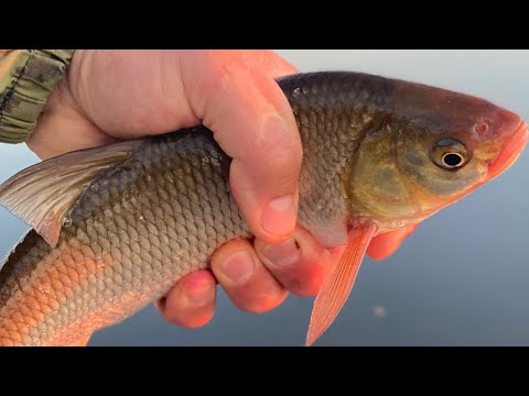 Видео: Вечерняя рыбалка на банку. Река Вычегда.