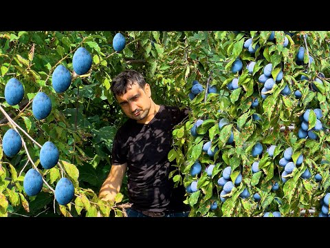 Видео: Бабушка собирает сливы и варит варенье | компот из фруктов в деревне