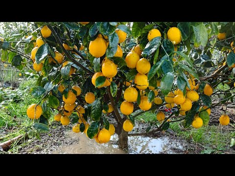 Видео: лимон хакида малумот долзарб