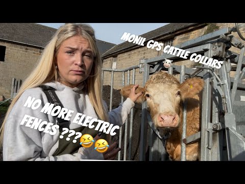 Видео: Ошейники для крупного рогатого скота MONIL GPS 😱😱