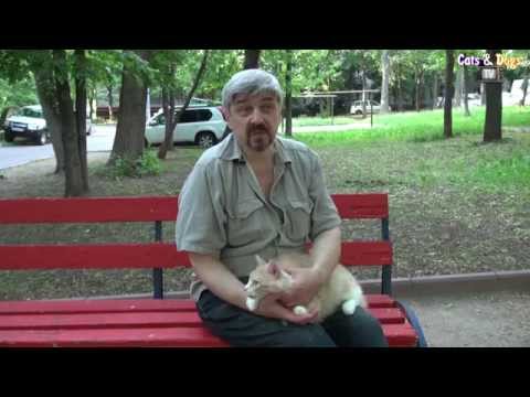Видео: Cats&DogsTV -  КОШКА МУСЯ, ИЗ МОСКВЫ В НЬЮ-ЙОРК / CAT MUSYA, FROM MOSCOW TO NEW YORK
