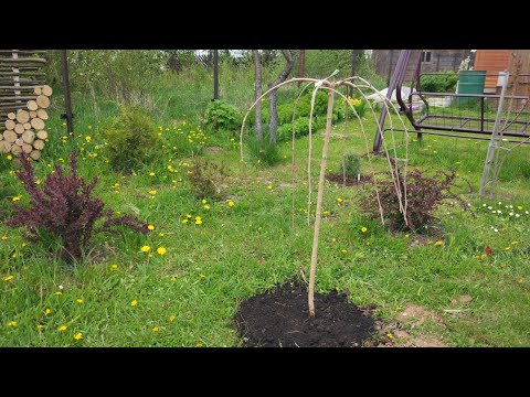 Видео: Шелковица черная Пендула. Посадка ,осмотр корней.