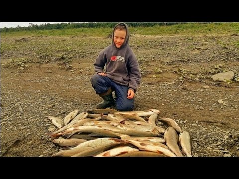 Видео: В РЕКЕ ТОННЫ РЫБЫ!!! НАЛОВИЛИ И ПРИГОТОВИЛИ ВКУСНЫЙ ДЕЛИКАТЕС  !!!!