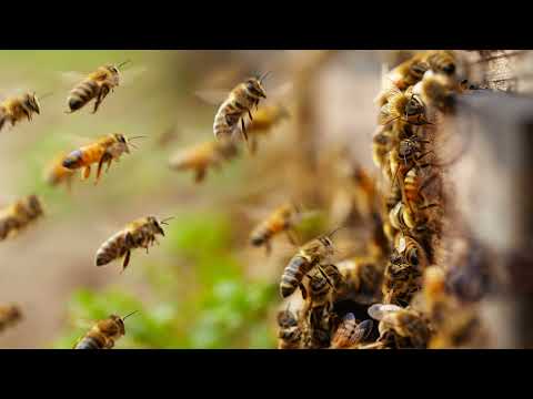 Видео: Жужжание пчел помогает успокоиться и расслабиться гул пчел для сна. Исцеляющий гул пчел