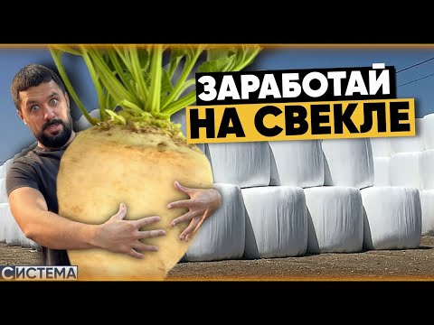 Видео: КАК ЗАРАБОТАТЬ НА ОТХОДАХ СВЕКЛЫ? ЖОМ В РУЛОНАХ И УПАКОВЩИК КОРМА