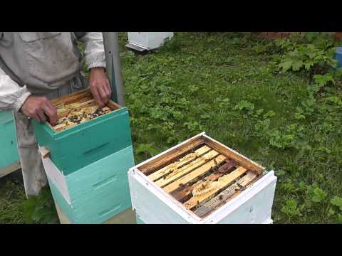 Видео: сотовый мёд из мининуклеуса.Honeycomb of Nucs.