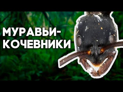 Видео: Ко мне приехали кочевые муравьи Leptogenys kitteli! Распаковка посылки от ВГУМ.