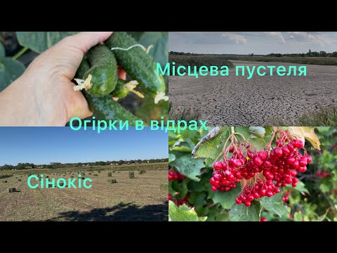 Видео: Сінокіс завершено/ вирощую огірки у відрах / місцева пустеля 