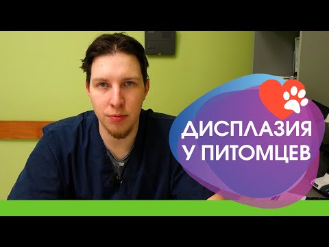 Видео: Дисплазия тазобедренных суставов у животных