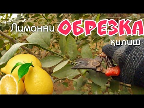 Видео: Обрезка лимон. Лимонни кеслаш, шакл бериш.