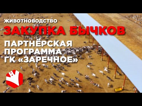 Видео: Закупка бычков | Программы сотрудничества с ГК  «Заречное» | Животноводство