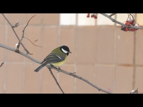 Видео: Советы орнитолога: чем кормить птиц зимой