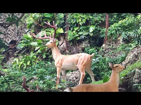 Видео: Хайнань. Санья 🇨🇳. парк,, Олень повернул голову,, Незабываемые впечатления 👍.