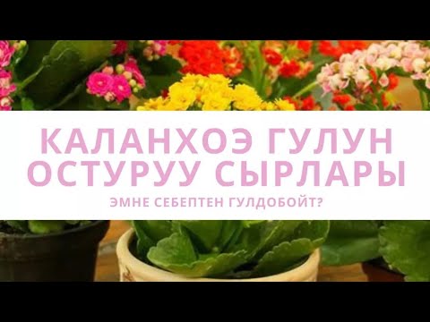 Видео: Каланхоэ гулун кантип остуруп, гулдотобуз| Уход за каланхоэ.