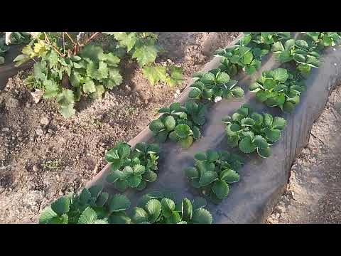 Видео: Поздняя посадка клери.Обрезка винограда в теплице.